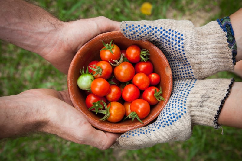 Two sets of hands hold a bowl of cherry tomatoes between them. One pair wears gardening gloves, the other are bare.