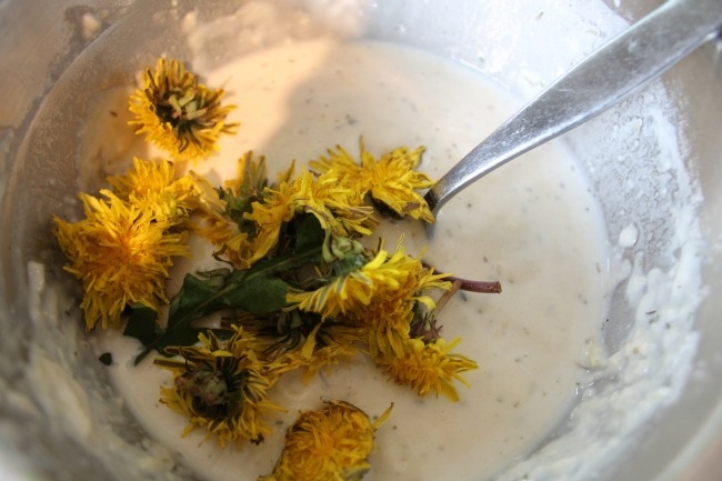Dandelion flowers in a bowl of batter, ready to mix together for fried dandelion fritters.