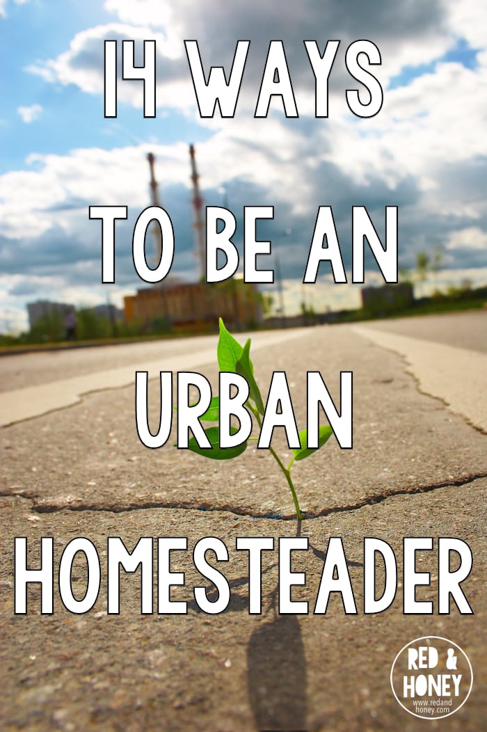 I often complain about my serious inability to really go all eco-friendly crazy crunchy mama because of the darn city bylaws and breathing-down-your neck neighbours and teeny-tiny yards, but in reality there are lots of ways that I can bust out of that typical suburban mold and get my hippie groove on.  Here are fourteen ways you can go green while living in the city. Fourteen ways to embrace the homesteading mentality of eco-friendliness, self-sufficiency, and slow living.