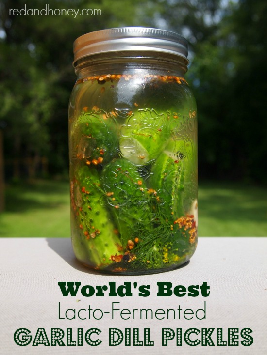 World's Best Lacto-Fermented Garlic Dill Pickles 