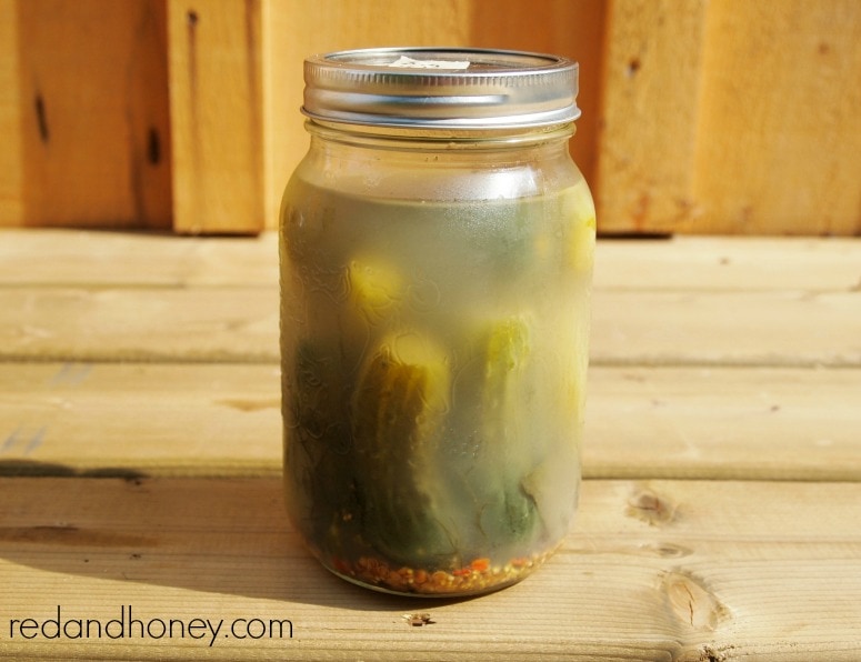 Finished lactofermented dill pickles