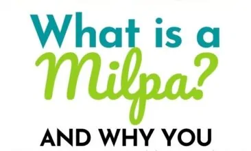 Pinterest pin with two images. The first image is of a tiny plant. The second image is of a healthy milpa crop. Text overlay says, "What is Milpa? - should you plant one?"