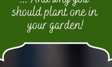 Pinterest pin, image is of a tiny plant. Text overlay says, "What is Milpa? - should you plant one?"