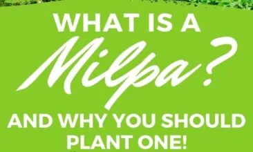 Pinterest pin with two images. The first image is of a tiny plant. The second image is of a healthy milpa crop. Text overlay says, "What is Milpa? - should you plant one?"