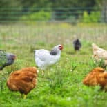 cage-free eggs better? maybe not!