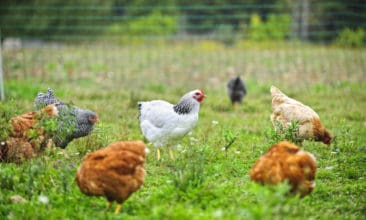 cage-free eggs better? maybe not!