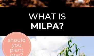 Longer Pinterest pin with two images. The first image is of a tiny plant. The second image is of a healthy milpa crop. Text overlay says, "What is Milpa? - should you plant one?"