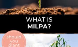 Pinterest pin with two images. The first image is of a tiny plant. The second image is of a healthy milpa crop. Text overlay says, "What is Milpa? - should you plant one?"