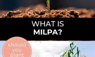 Pinterest pin with two images. The first image is of a tiny plant. The second image is of a healthy milpa crop. Text overlay says, "What is Milpa? - should you plant one?"