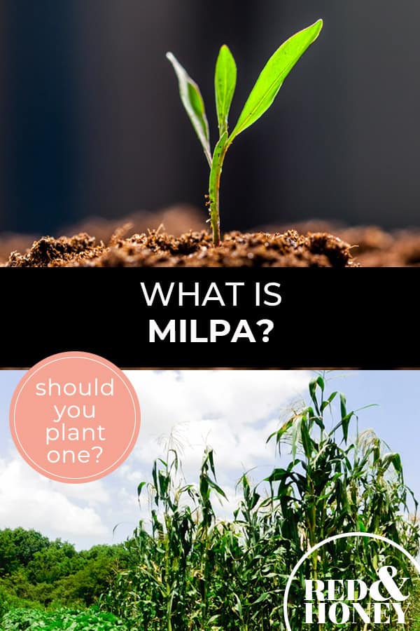 What Is A Milpa And Why Should You Plant One In Your Garden This