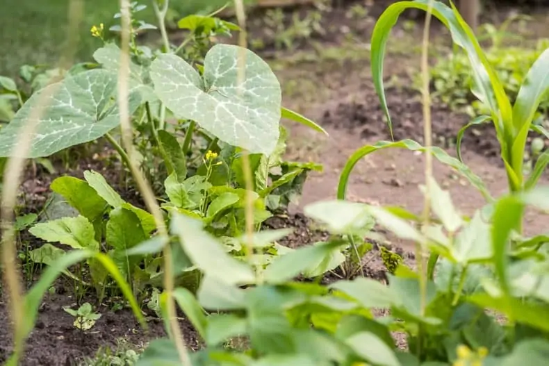 Beans, pumpkin, maize corn, and greens in a lush summer vegetable garden