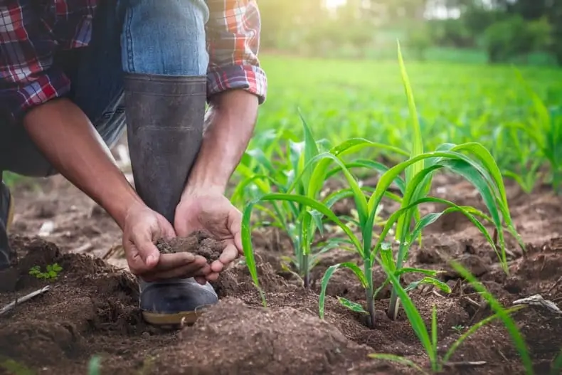 Image of a gardener crouched down in the dirt next to the beginning shoots of corn. The gardener's hands are cupped together with dirt in them.
