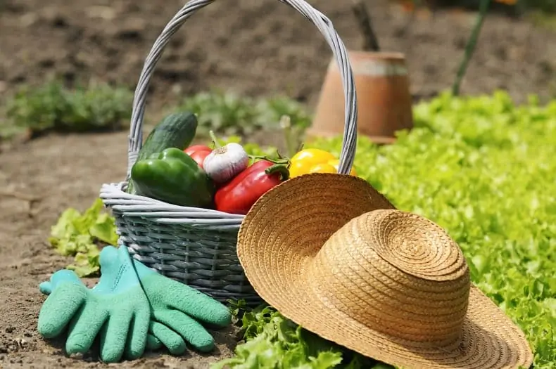 An image of a basket full of vegetables and resting on the ground near a garden patch. A straw hat and gardening gloves sit by the basket.