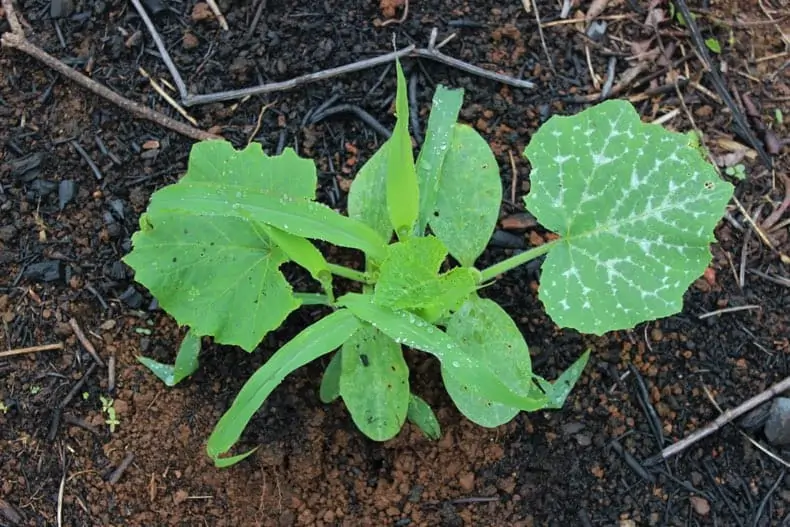 An image of a plant growing out of the dirt.